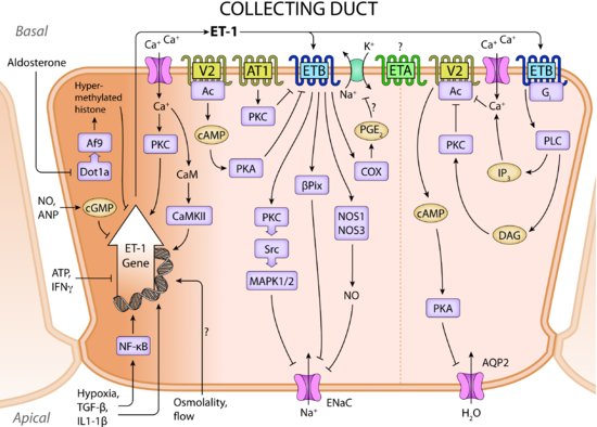 Juxtaglomerular Complex