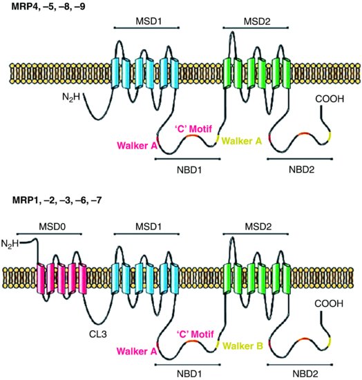 Anion Cation