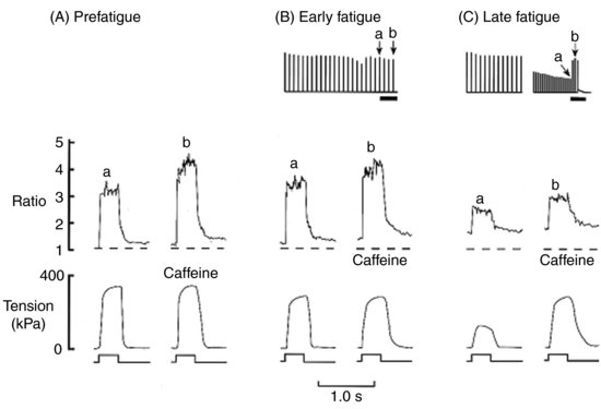 Fluorescence ratio and tension records from tetani 