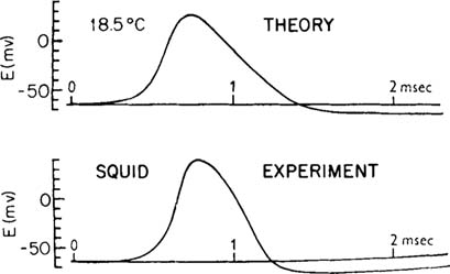 Calculating Conduction Velocity Action Potential