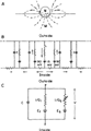 Extrasynaptic Membrane