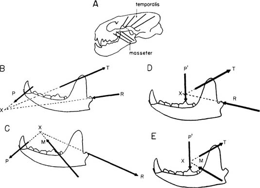 Kangaroo Skeleton Diagram