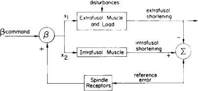 Extrafusal And Intrafusal