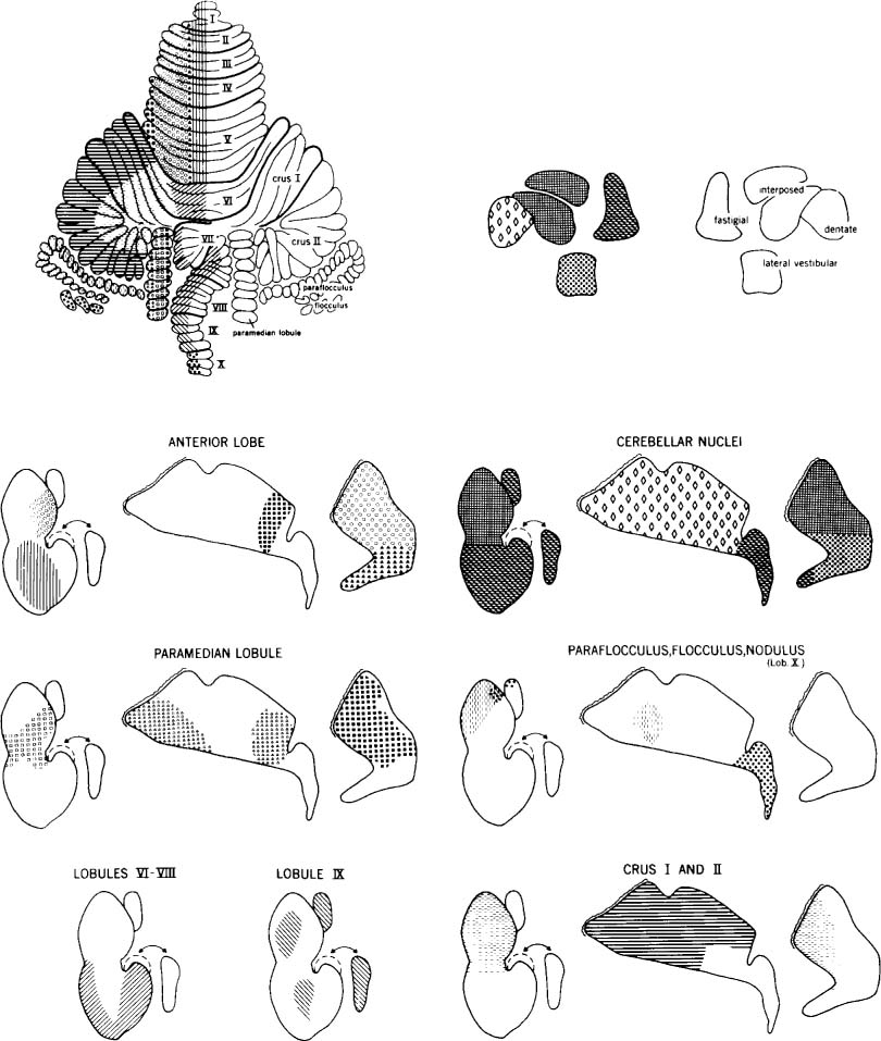 Cerebellar Regions