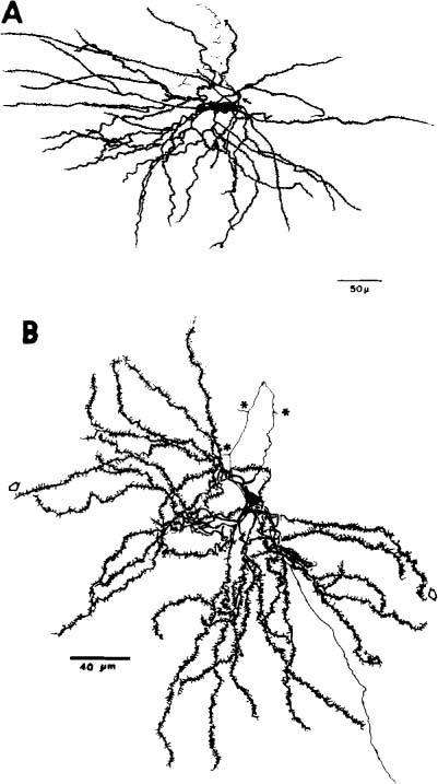 Rat Brain Striatum