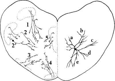 Dendritic Street Pattern