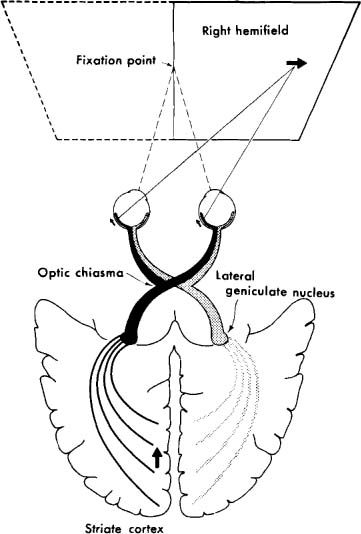 Nasal Retina