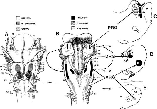 Brain Dorsal Ventral