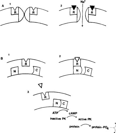 Adrenergic Neurotransmission