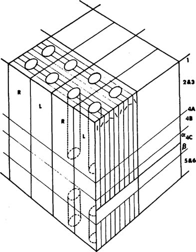 Ocular Dominance Columns