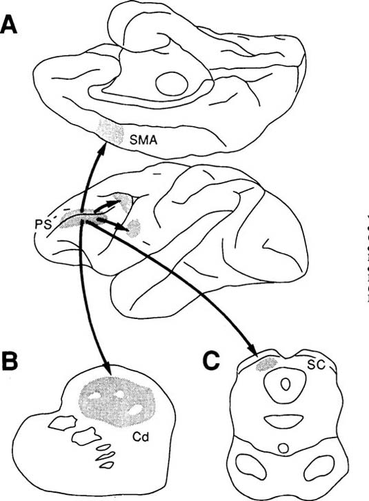 brown goldmam autopsy info