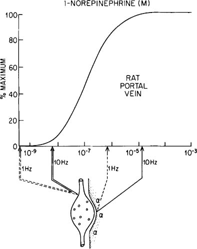 Adrenergic Neurotransmission