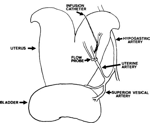 Sheep Reproductive System