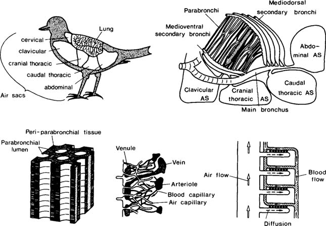 Bird Muscular System