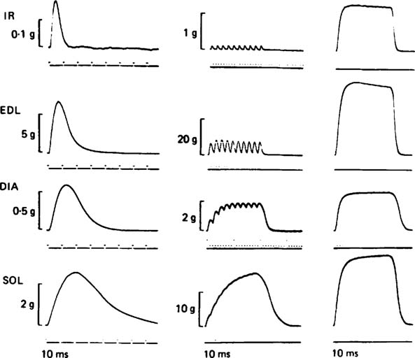 Records obtained at optimum length for isometric tetanic contractions at