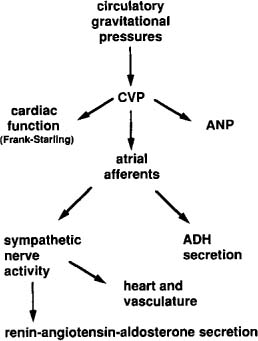 adh hormone function