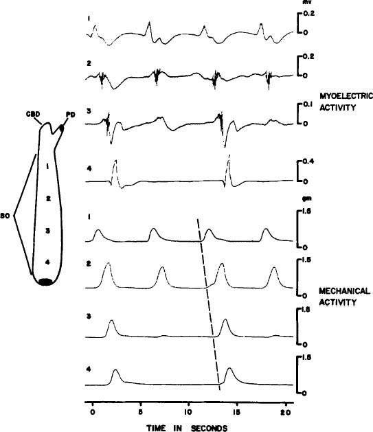 Sphincter Of Boyden