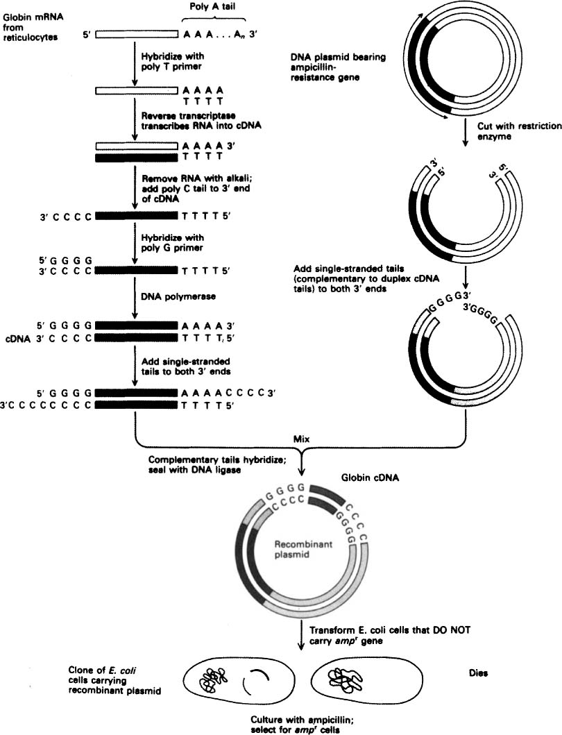 Cdna Clones
