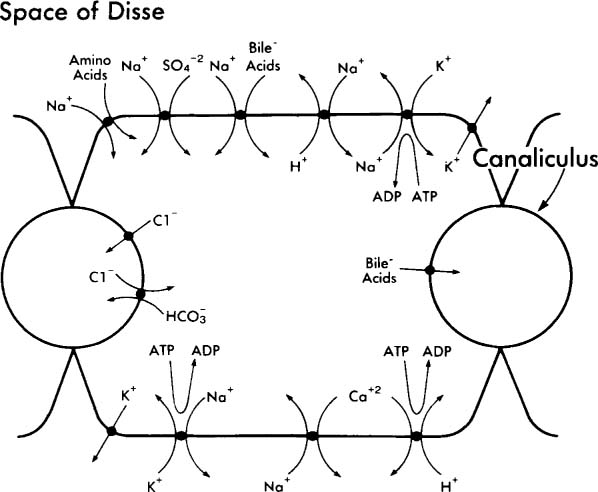 transport mechanisms