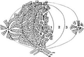 acinar zones