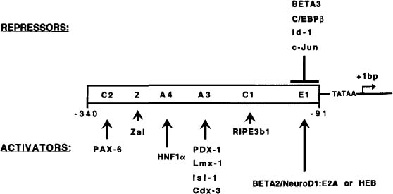 ins gene