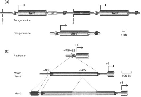 Also shown are DNA insertions