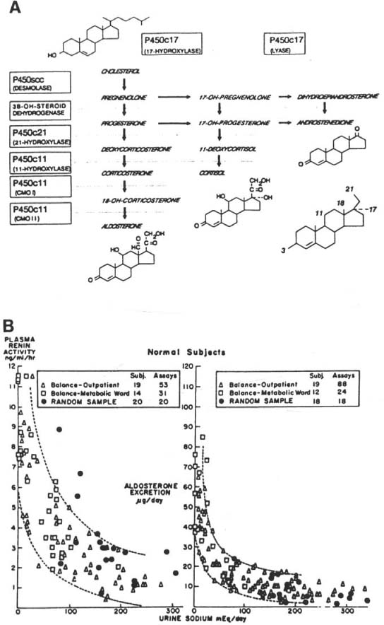 Structural Difference Between Mineralocorticoids And Glucocorticoids