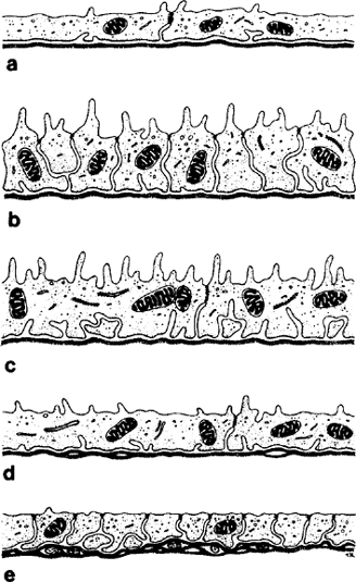 Types Of Epithelia