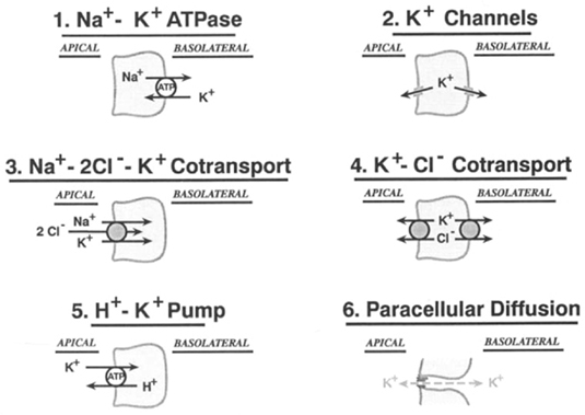 Nephron Transporters