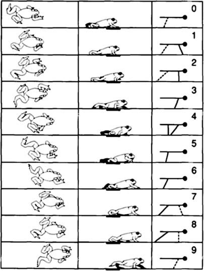 Bufo Vulgaris