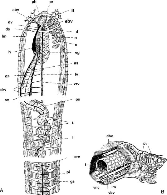 Amphitrite Diagram