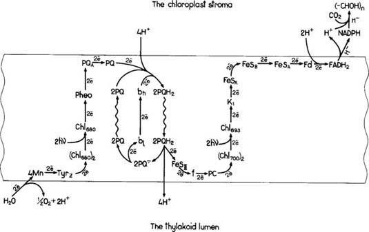 Redox Chain