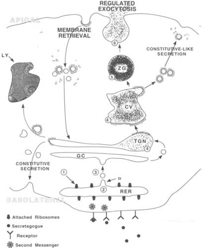 Steps Of Exocytosis