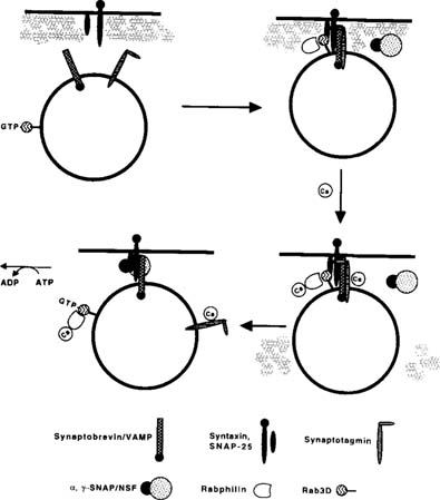 Steps Of Exocytosis