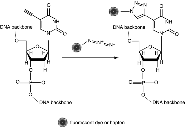 Covalent Bonds Dna