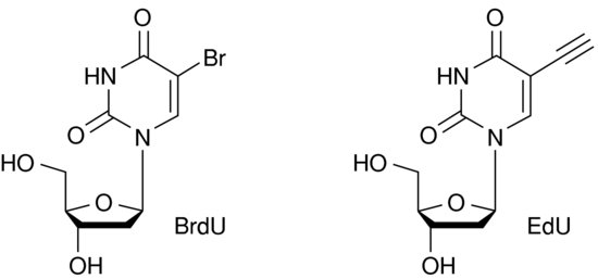 Brdu Protocol