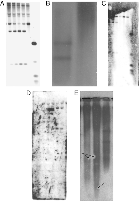 WesternBlotting.org - Dot Blot Protocol