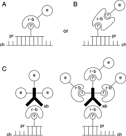 Western blot protocol thesis