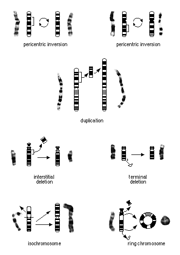 inversion, duplication, inversion, duplication,