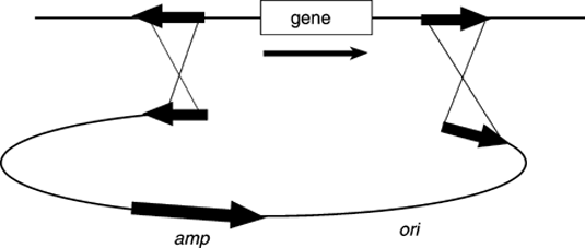 Lambda Red Recombination