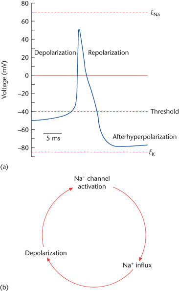 Generation And Propagation Of Action Potential Through The Heart