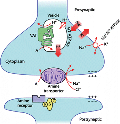 Norepinephrine Transporter