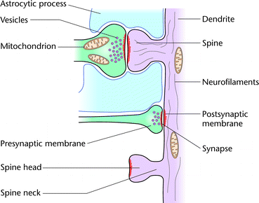 Axonal Bouton