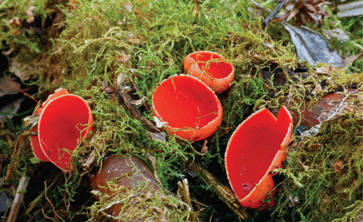 Ascomycota Fungi