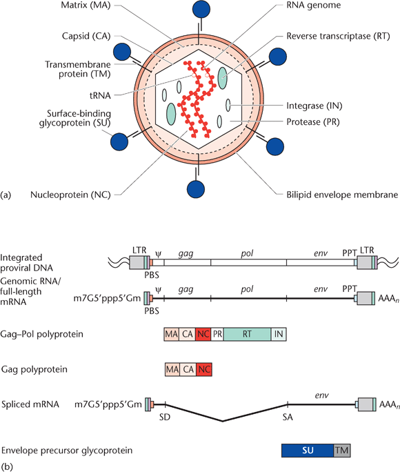 Retrovirus Replication