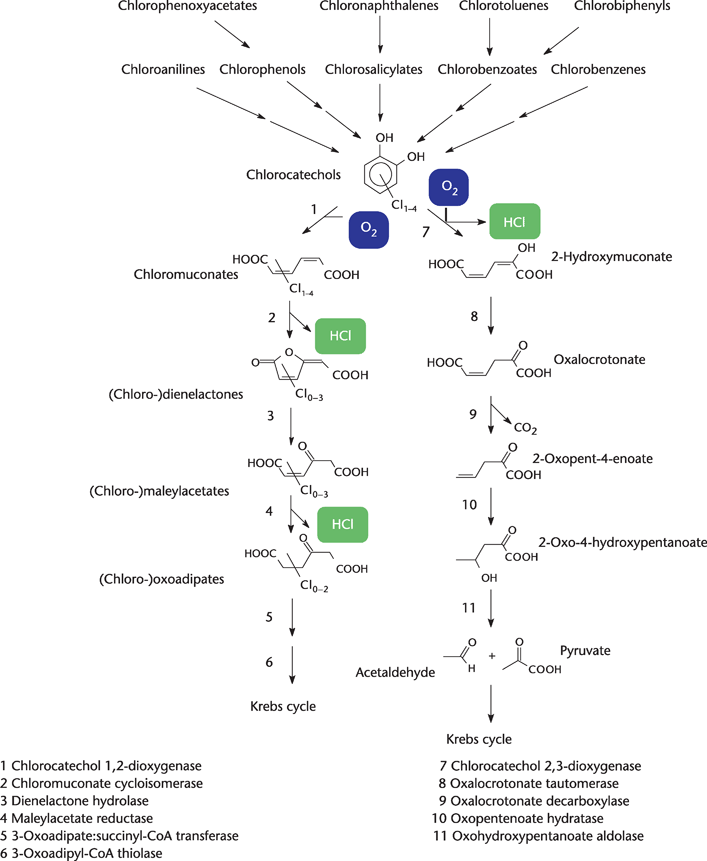 Aerobic Pathway