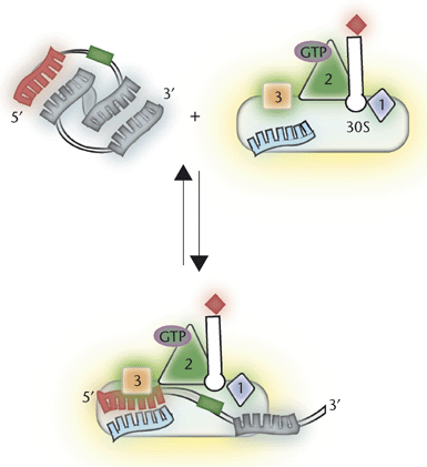 Bacterial Protein Synthesis