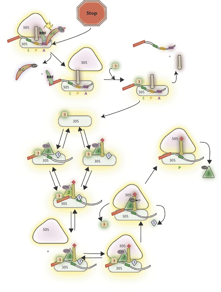 Bacterial Protein Synthesis