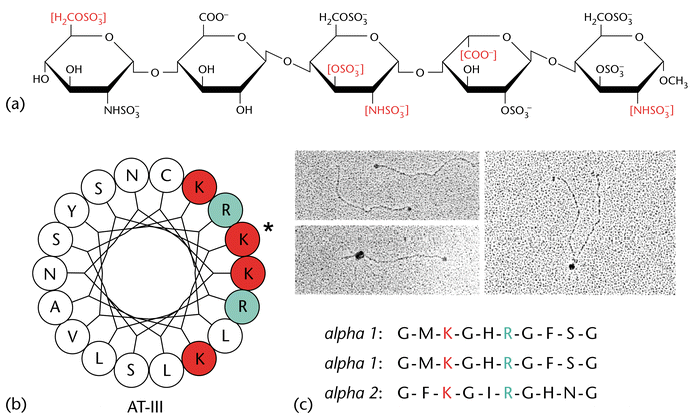 Proteoglycan Structure