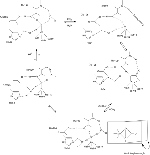 carbonic anhydrase mechanism
